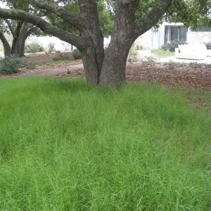 John Gabbert Garden