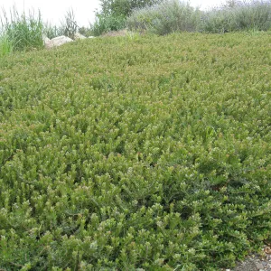 John Gabbert Garden