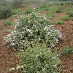 John Gabbert Garden