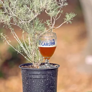 2015 Santa Barbara Beer Garden Event Glass(es)