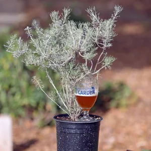 2015 Santa Barbara Beer Garden Event Glass(es)