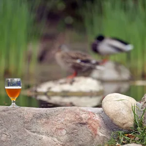2015 Santa Barbara Beer Garden Event Glass(es)