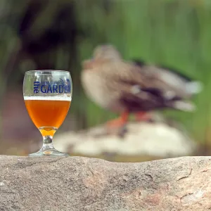 2015 Santa Barbara Beer Garden Event Glass(es)