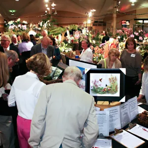 Orchid Show 2013