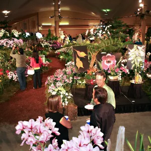 Orchid Show 2013