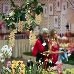 Orchid Show 2013