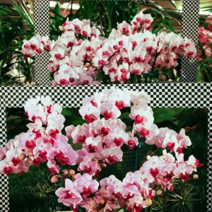 Orchid Show 2013