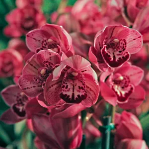 Orchid Show 2013