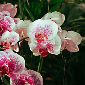 Orchid Show 2013