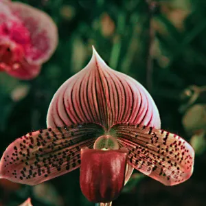 Orchid Show 2013