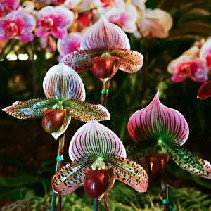 Orchid Show 2013