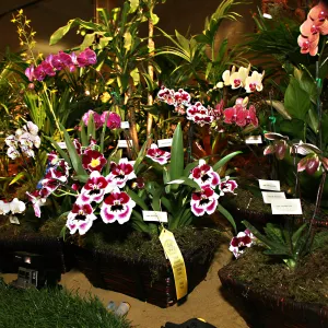 Orchid Show 2013