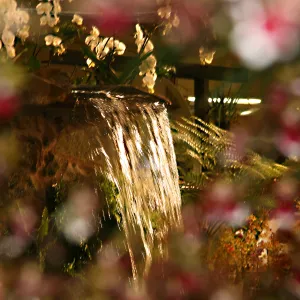 Orchid Show 2013