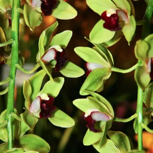 Orchid Show 2013