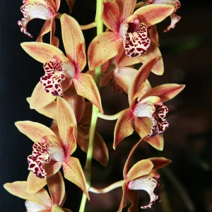 Orchid Show 2013