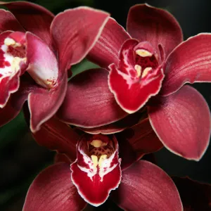Orchid Show 2013