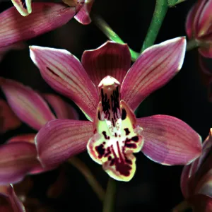 Orchid Show 2013