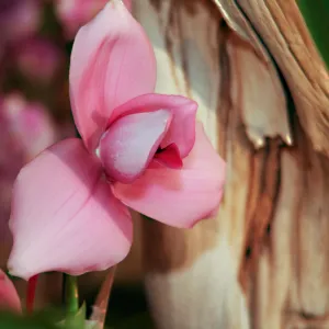 Orchid Show 2013