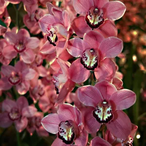 Orchid Show 2013