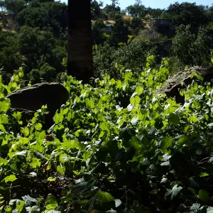 Desert Wild Grape, south side of Information Kiosk