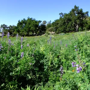 Meadow Wildflowers