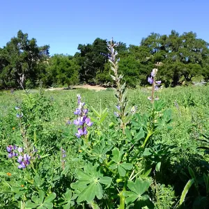 Meadow Wildflowers