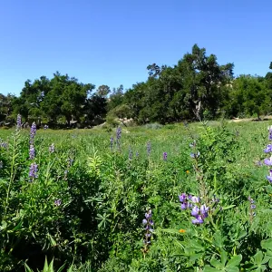 Meadow Wildflowers