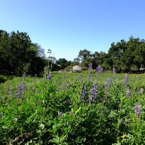 Meadow Wildflowers, Morning Bird Walk Group