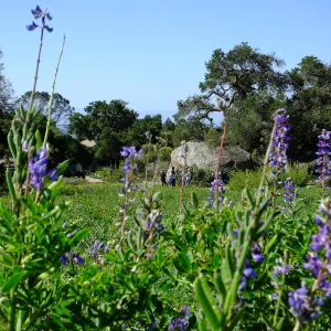 Meadow Wildflowers, Morning Bird Walk Group