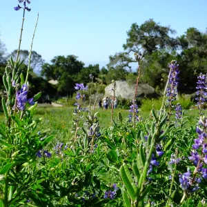 Meadow Wildflowers, Morning Bird Walk Group