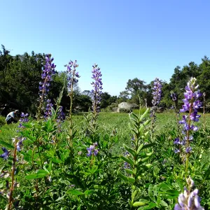 Meadow Wildflowers