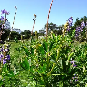 Meadow Wildflowers