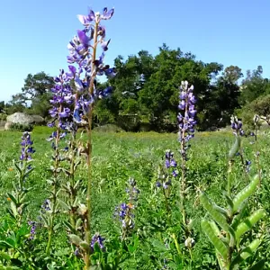Meadow Wildflowers