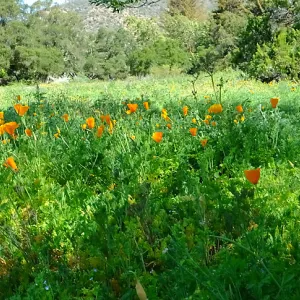 Meadow Wildflowers