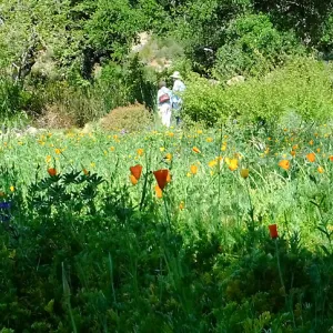 Meadow Wildflowers