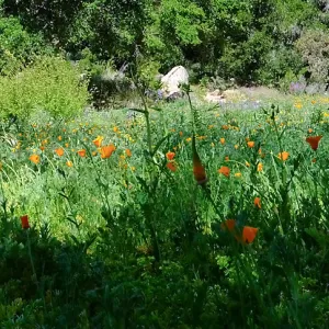 Meadow Wildflowers