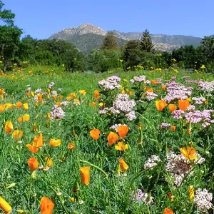Ground Cover Display Wildflowers