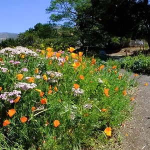 Ground Cover Display Wildflowers