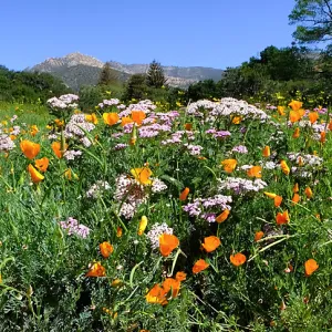 Ground Cover Display Wildflowers