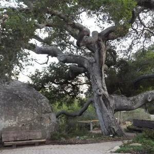 Blaksley Boulder and Oak
