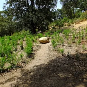 Centennial Maze