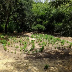 Centennial Maze