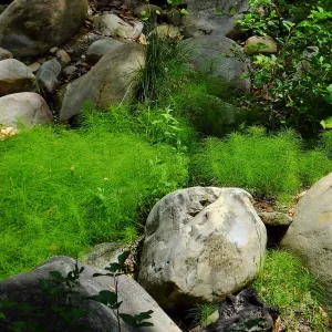 Horsetail in Mission Creek