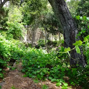 Vitis Rogers Red and Mission Dam
