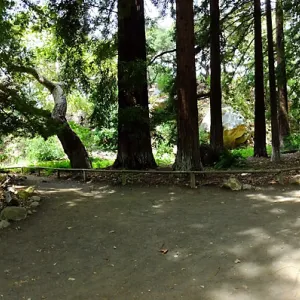 Redwood Section