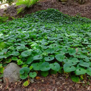 Wild Ginger in Redwood Section