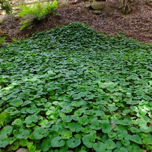 Wild Ginger in Redwood Section