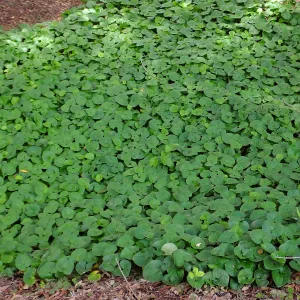 Wild Ginger in Redwood Section