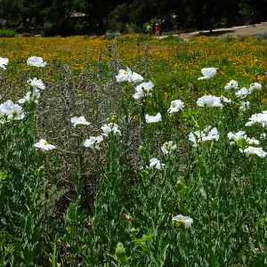 Matilija poppies at top of Meadow