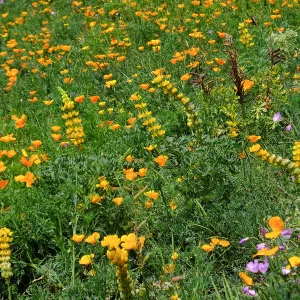 Poppies, Lupine, and Farewell-to-Spring in the Meadow